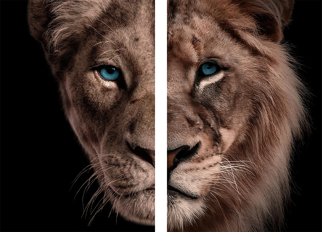 Half Lion + Lioness Head (2x)