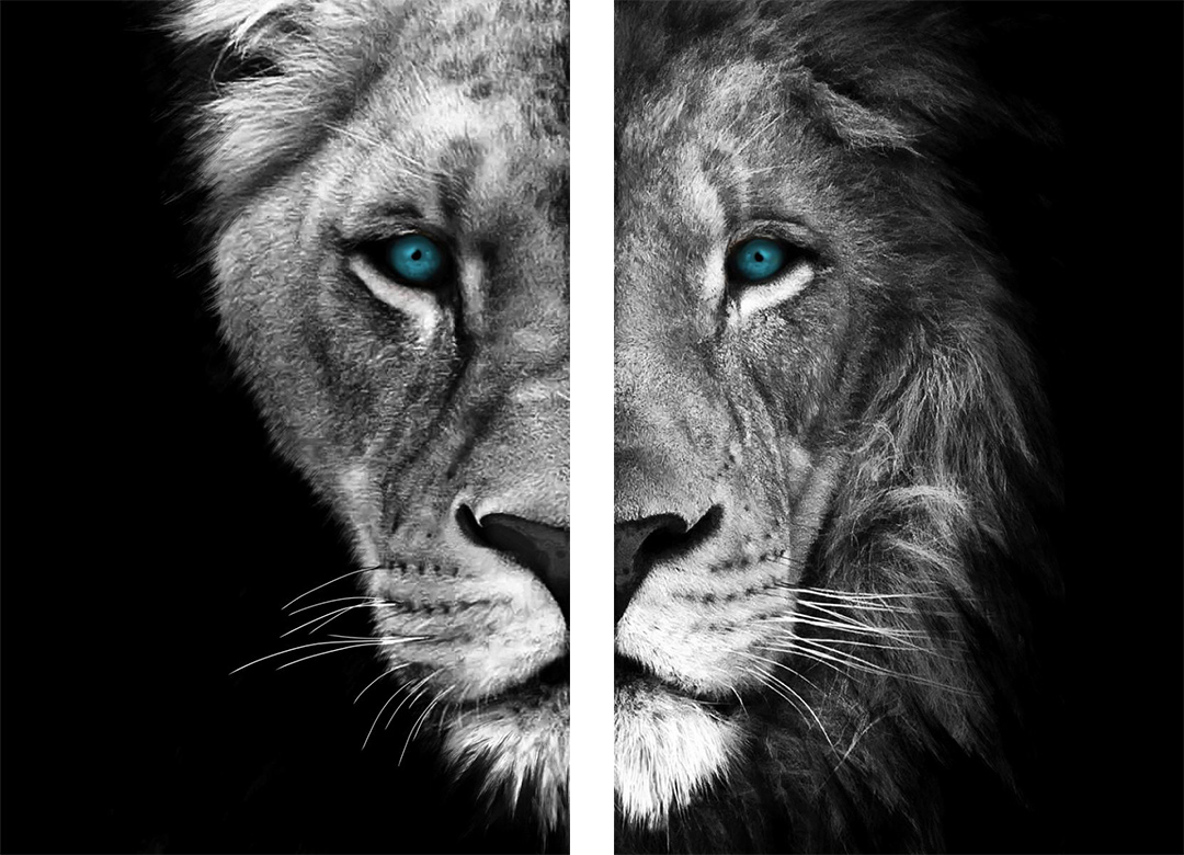 Half Lion + Lioness Head - Grey (2x)