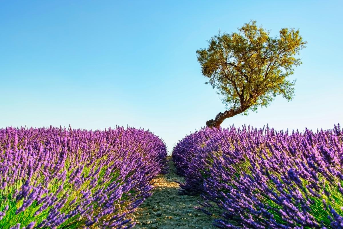 Lavender Field