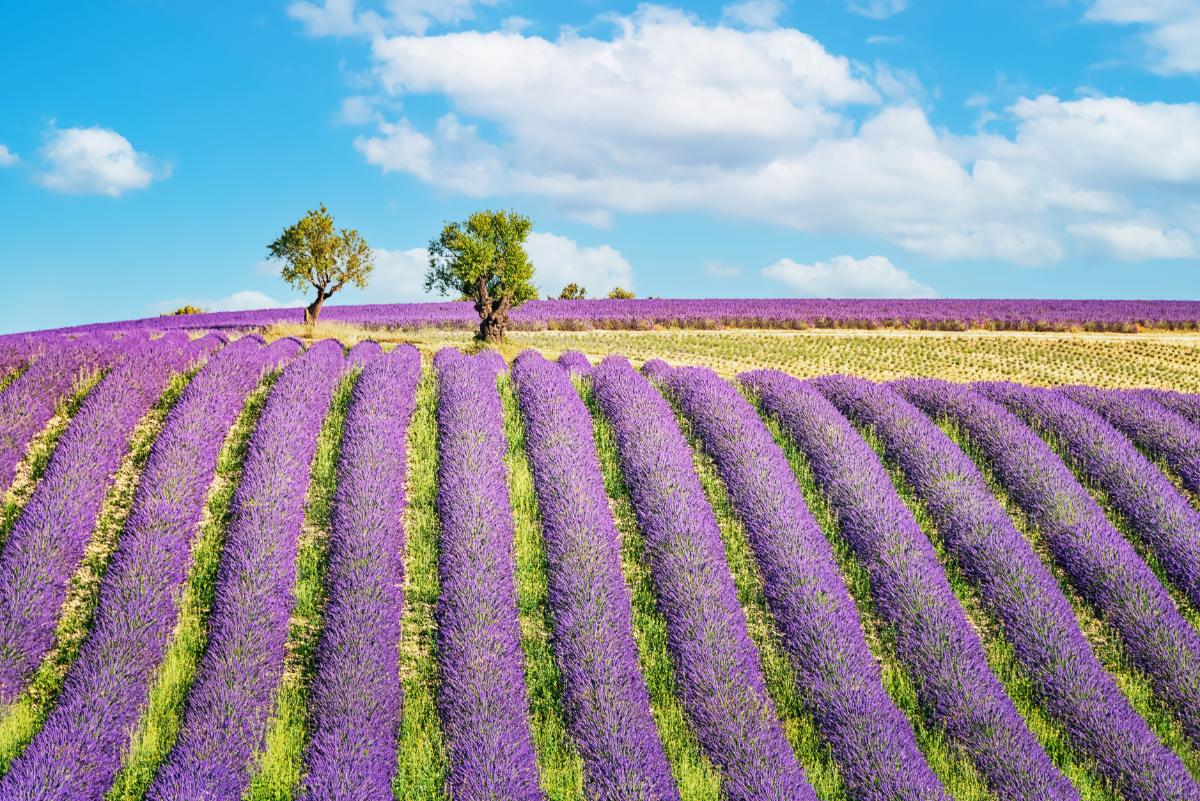 Provence