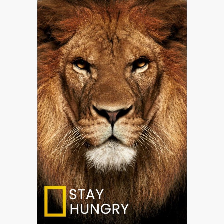 Lion stay hungry - Afbeelding 11