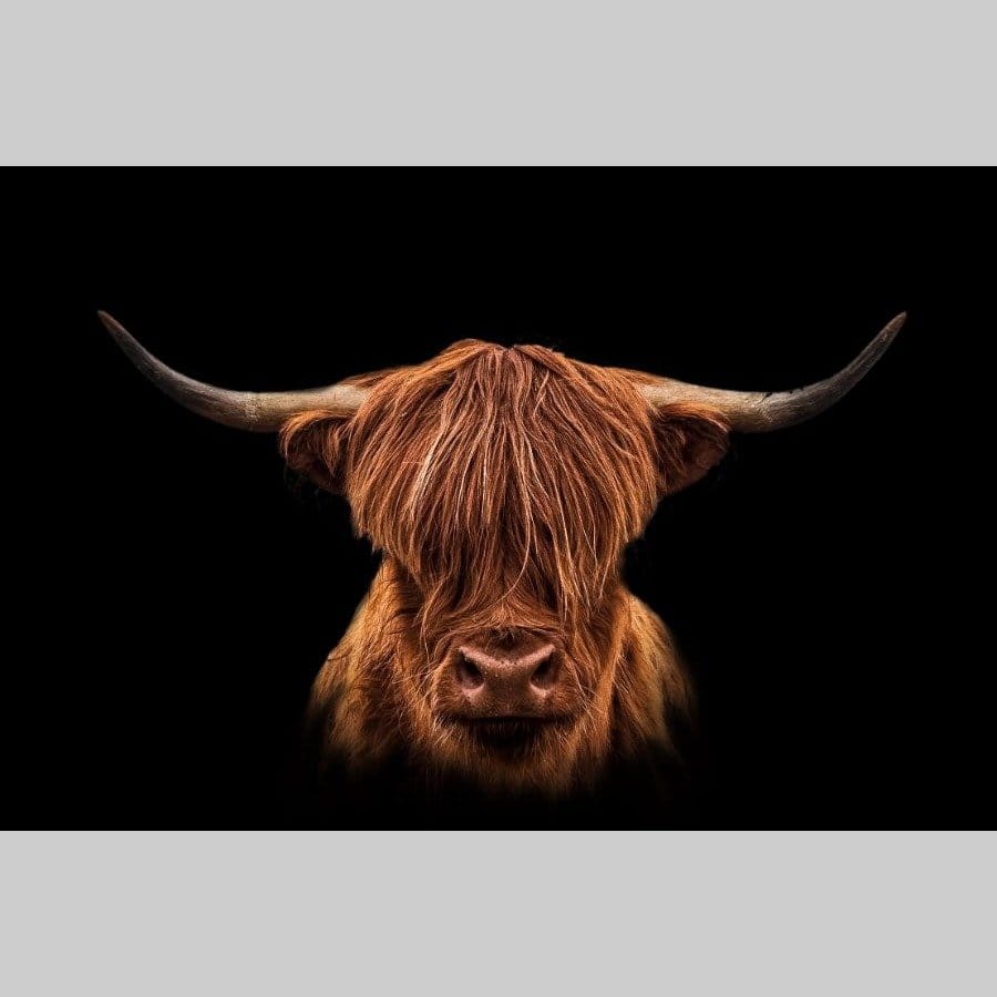 Scottish Highlander - Afbeelding 13