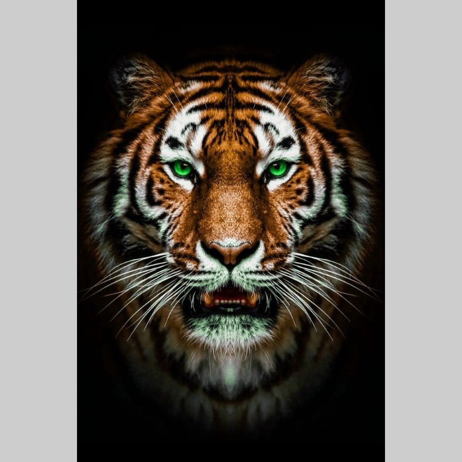 Tiger on black - Afbeelding 12