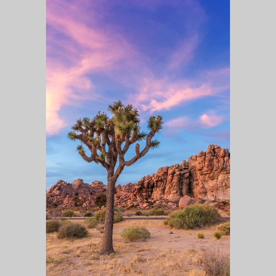 Joshua Tree Evenening