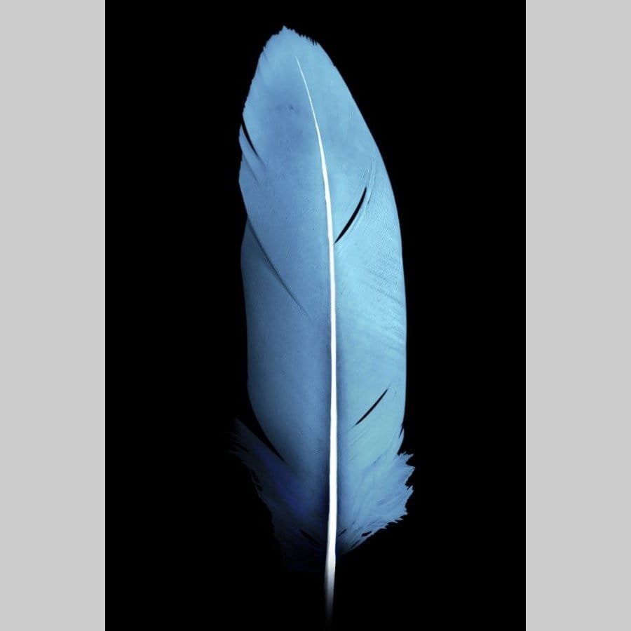 Blue feather - Afbeelding 12