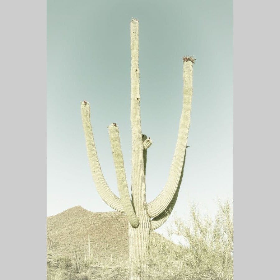 Giant Saguaro - Afbeelding 2