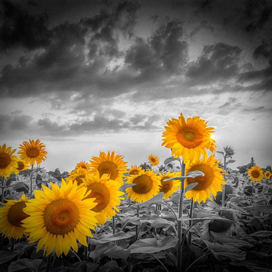 Sunflowers in the evening