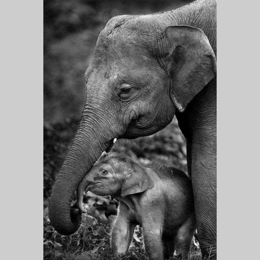 Elephant love - Afbeelding 11