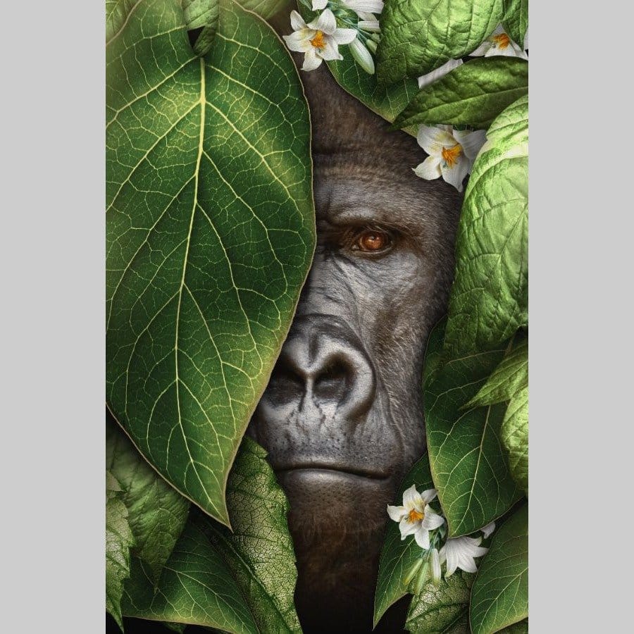 Gorilla leaves - Afbeelding 11