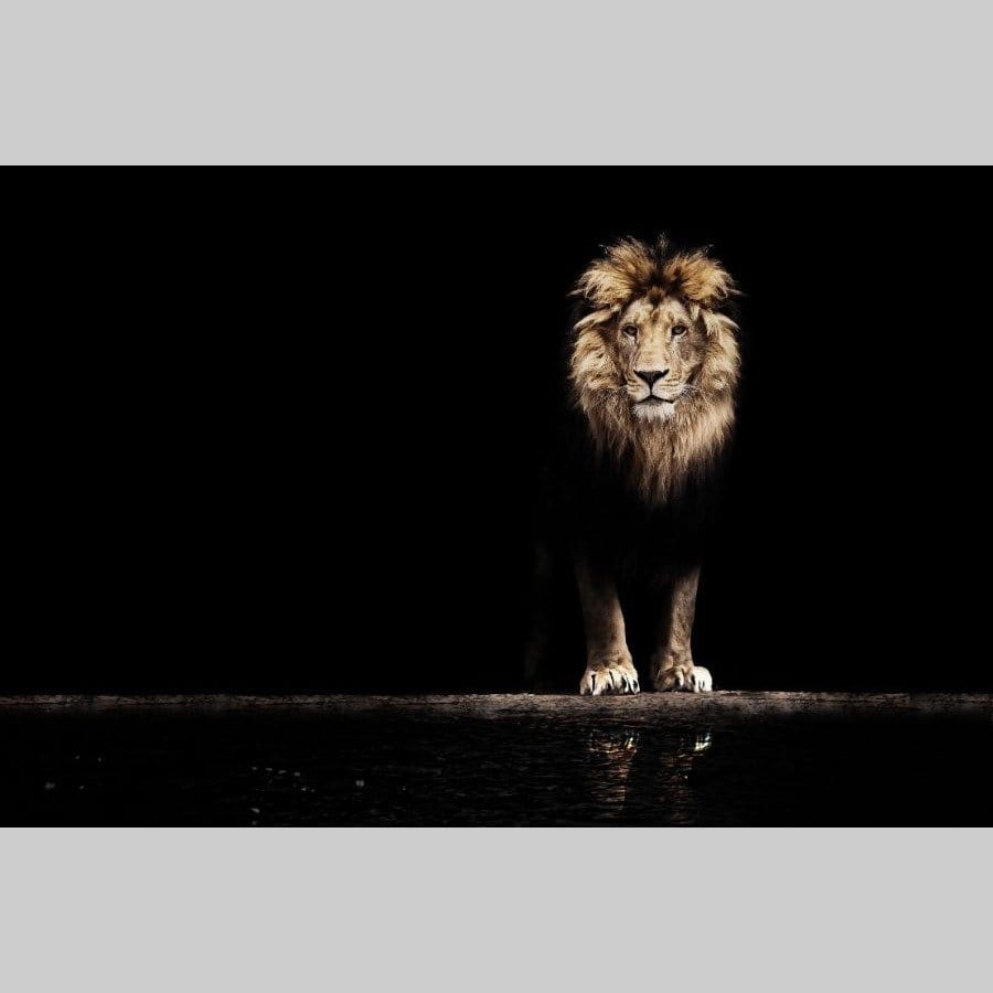 Standing lion - Afbeelding 12