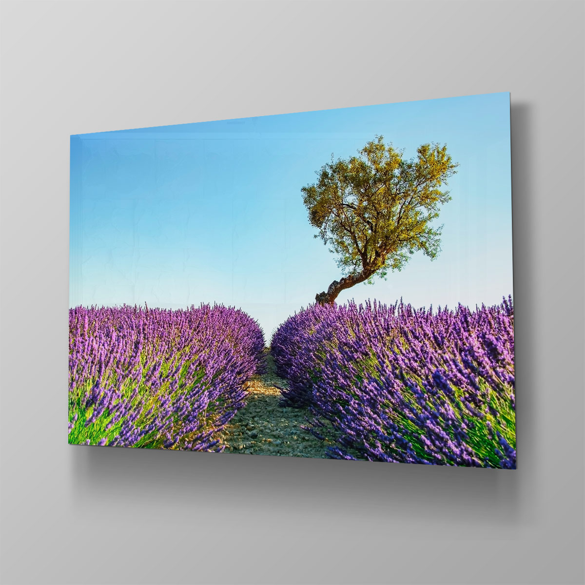 Lavender Field - Afbeelding 4