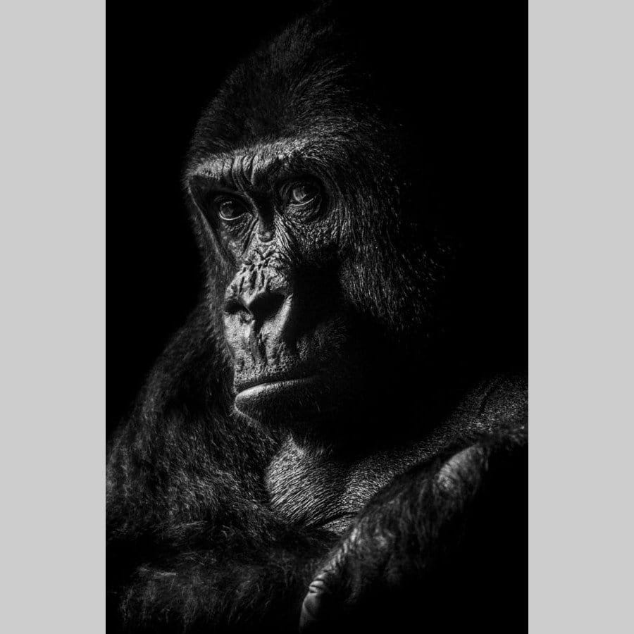 Gorilla - Afbeelding 17