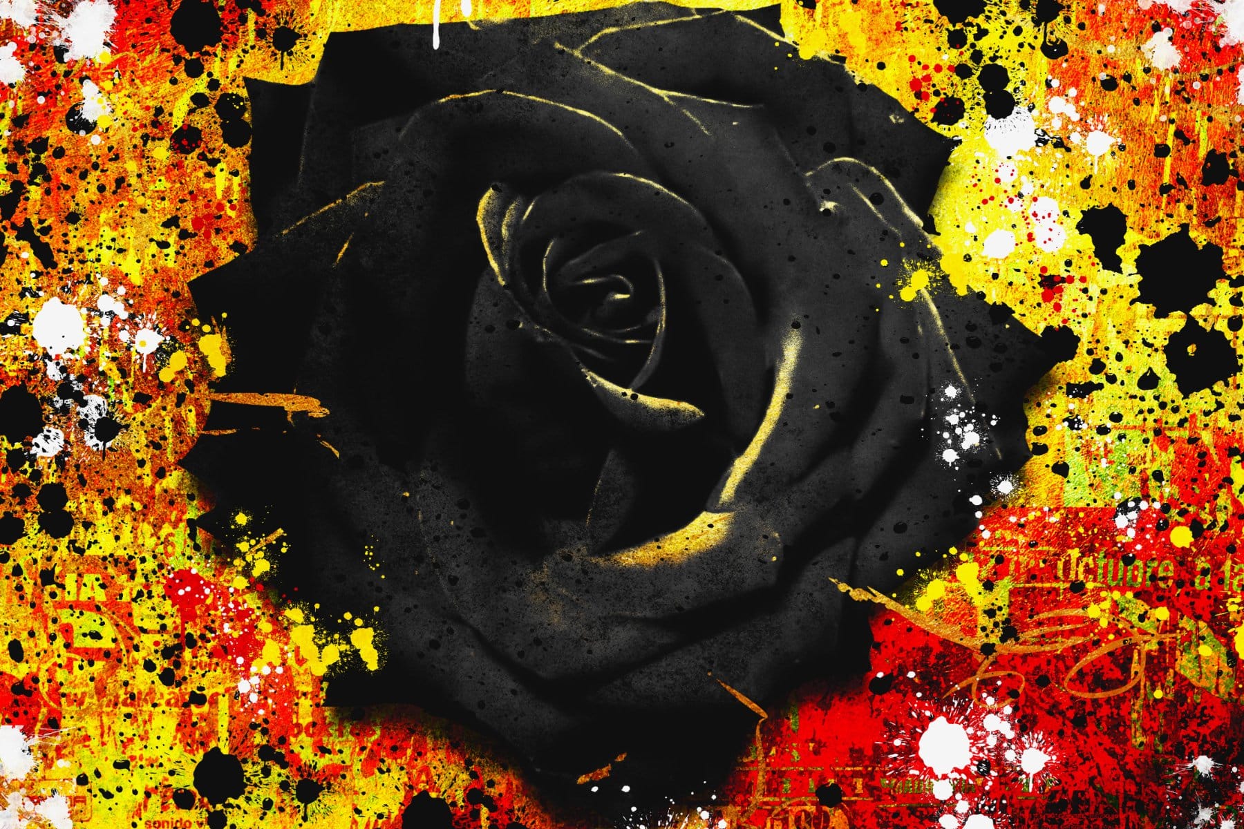 Black fire rose - Afbeelding 7