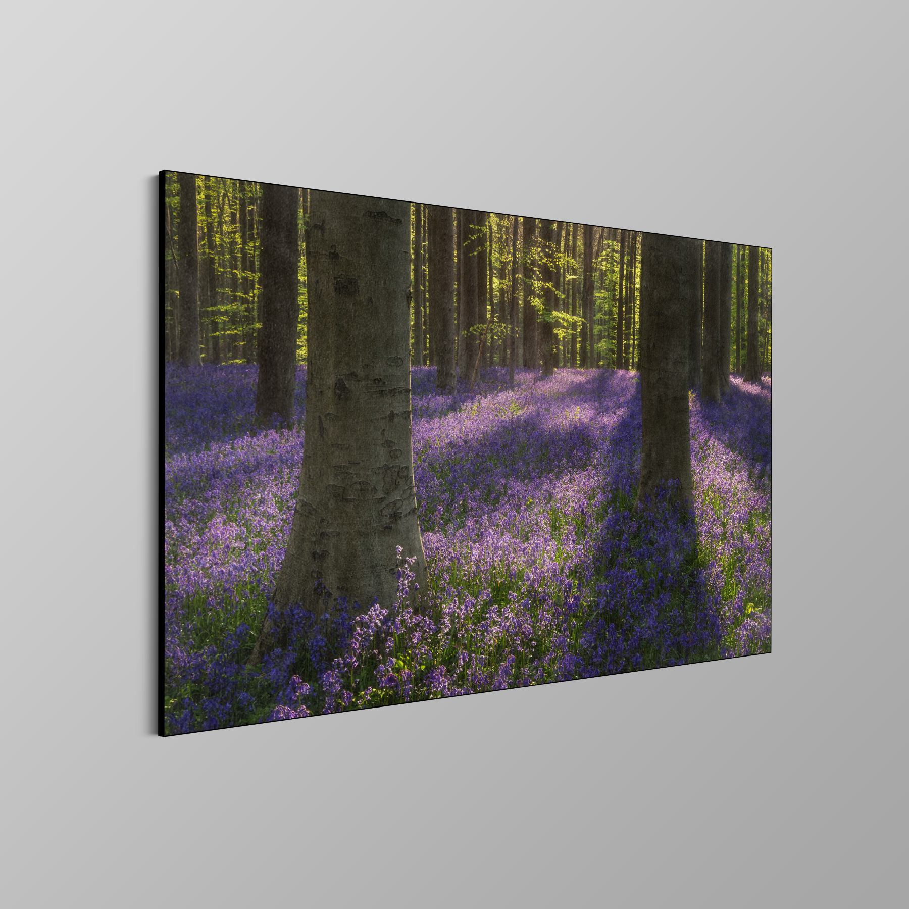 Blue Bells - Afbeelding 4