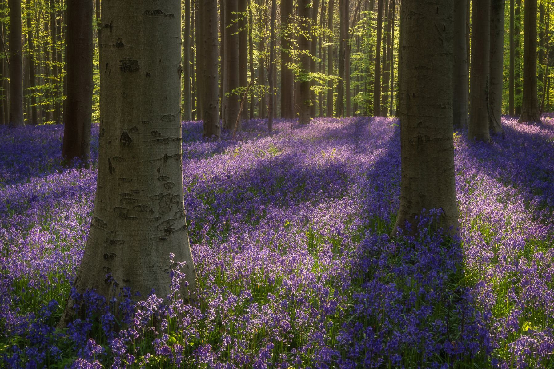 Blue Bells