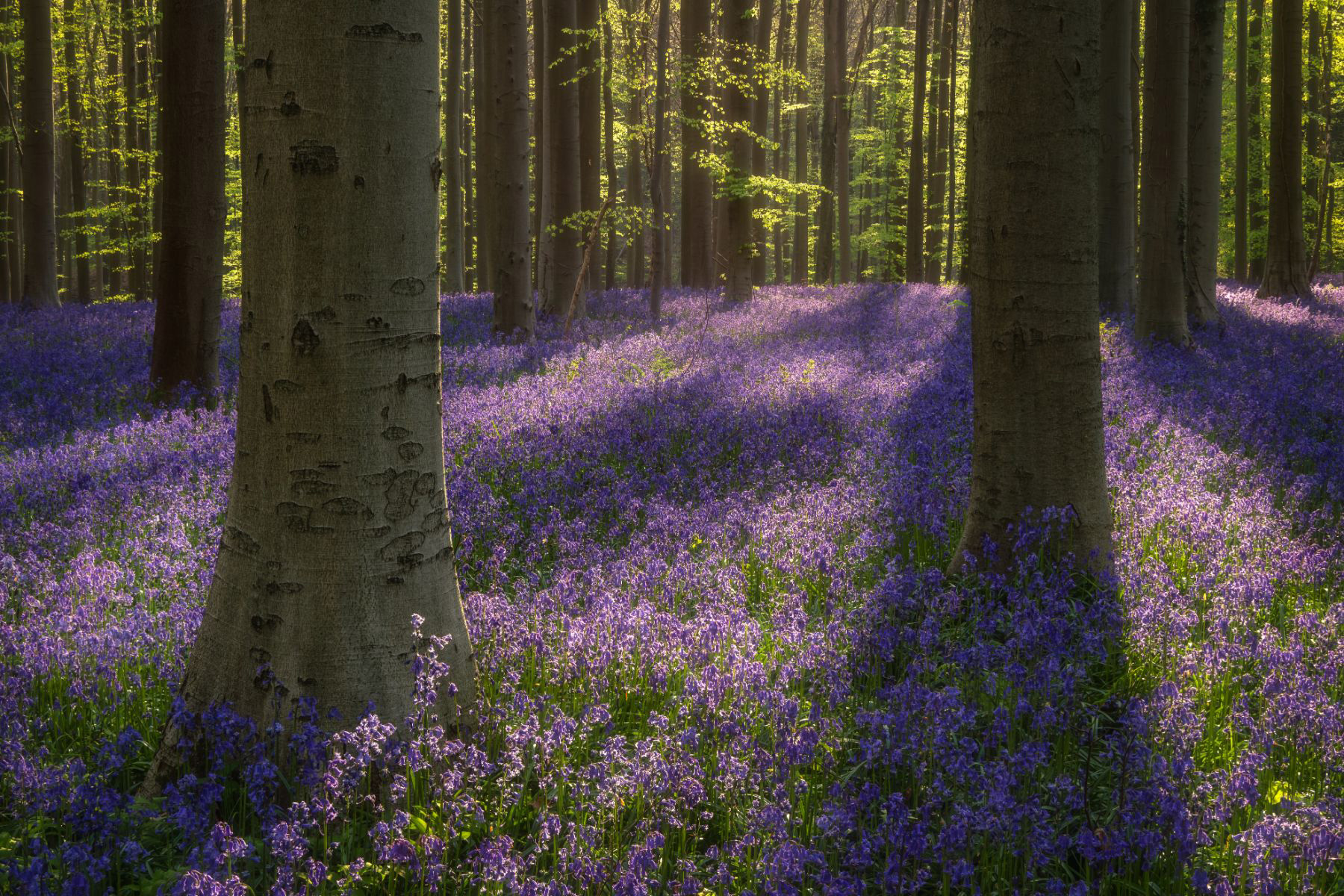Blue Bells
