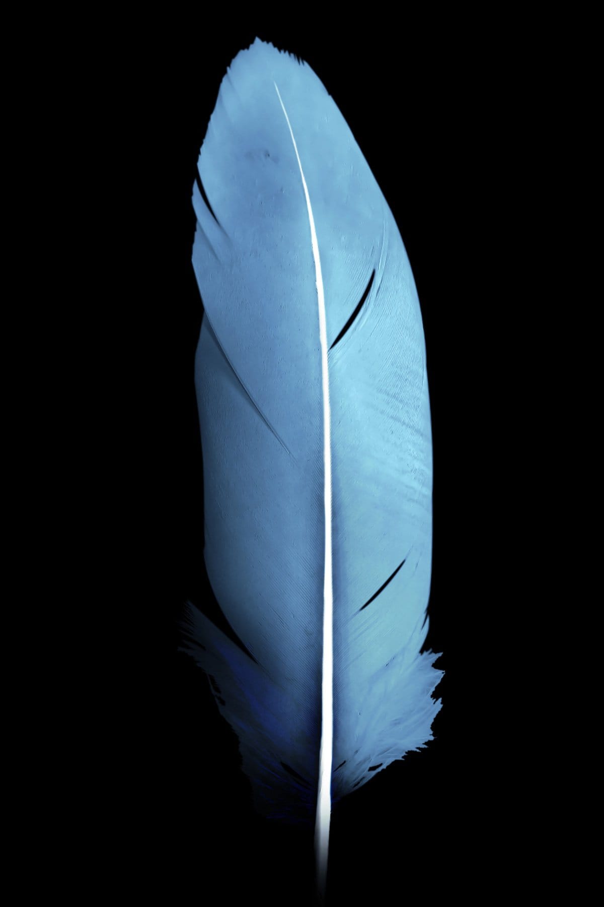 Blue feather