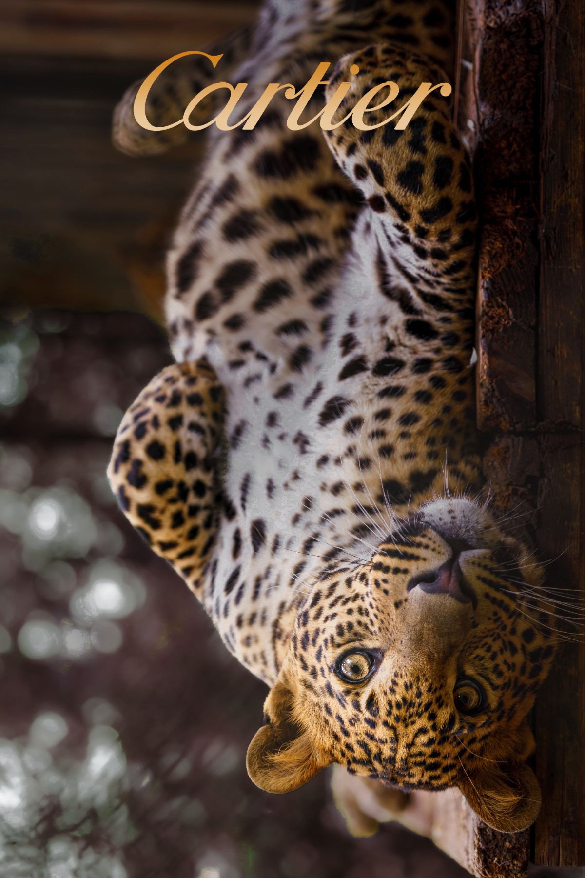 Cartier Panter