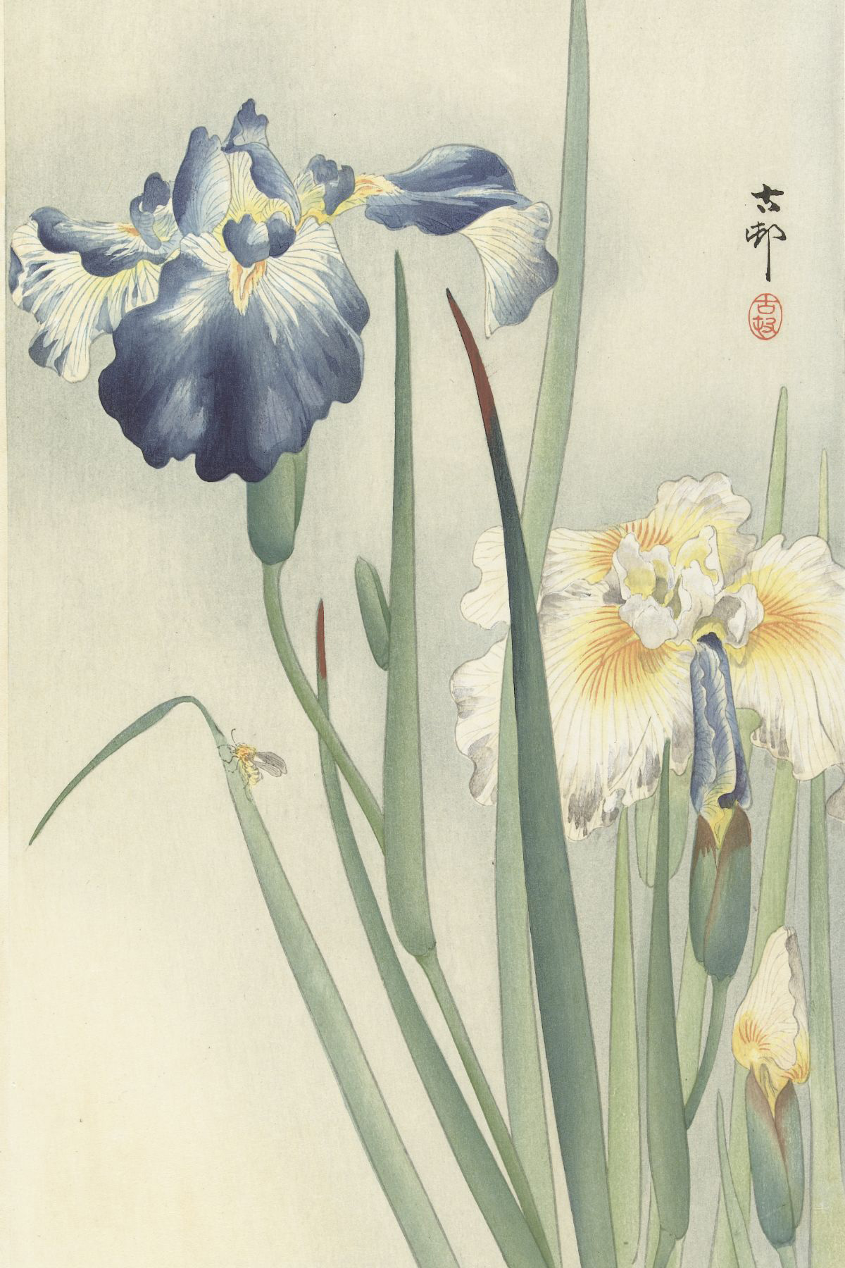 Irissen - Ohara Koson - Rijksmuseum
