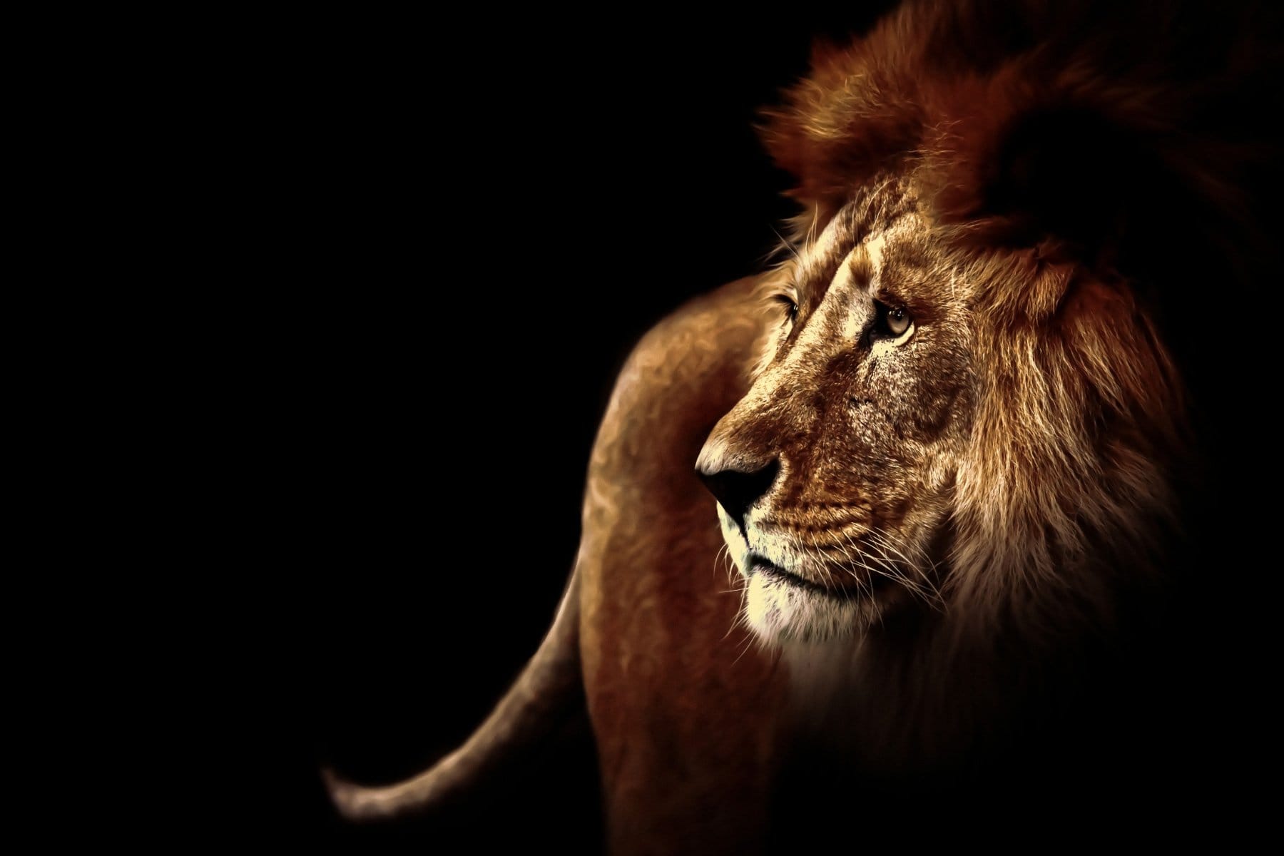 King lion