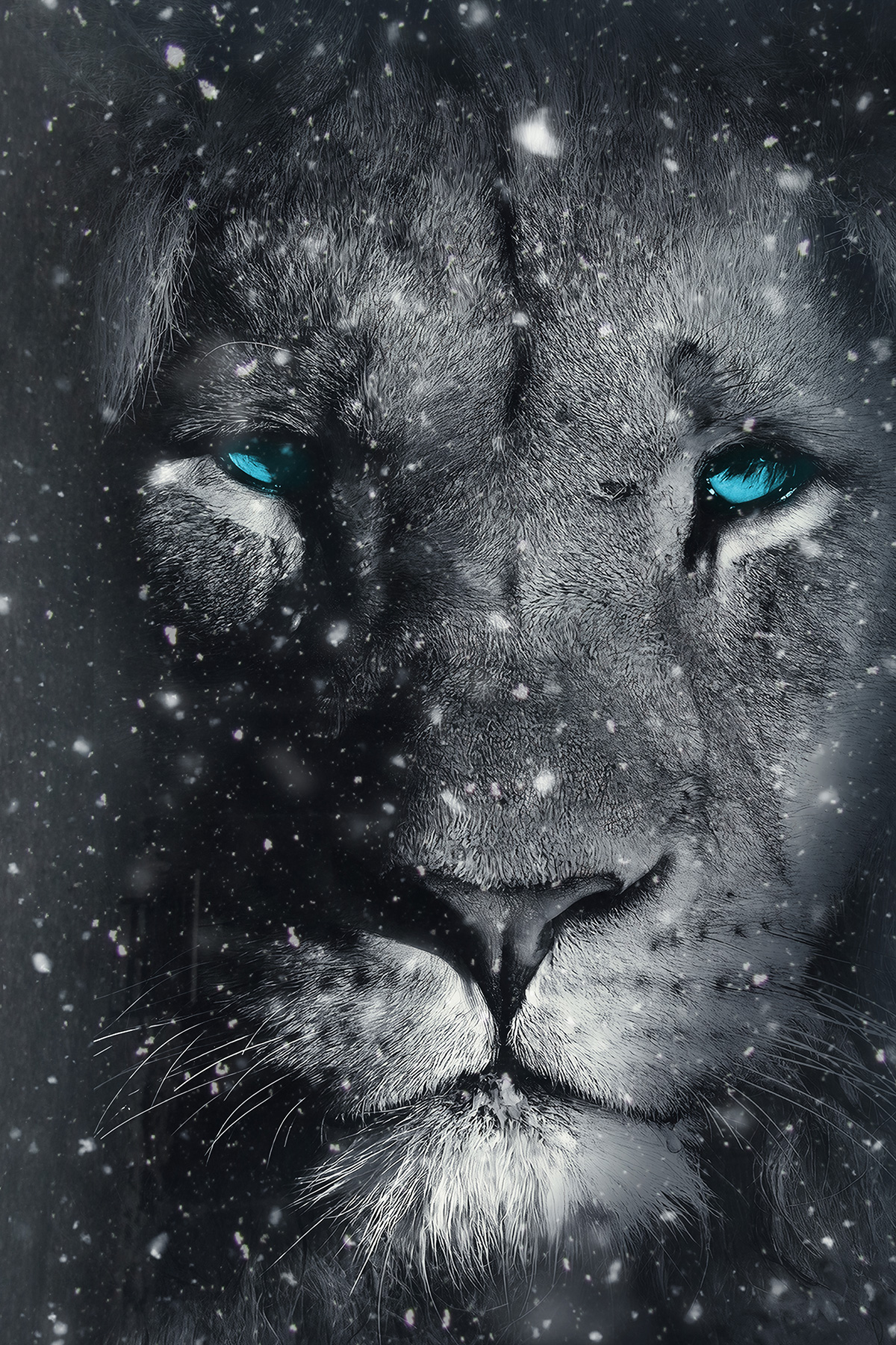 Lion Snow Blue Eyes