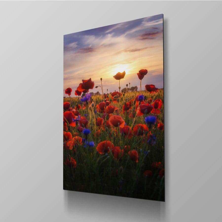 Poppies Sunrise - Afbeelding 4