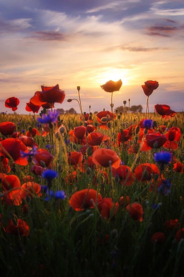 Poppies Sunrise