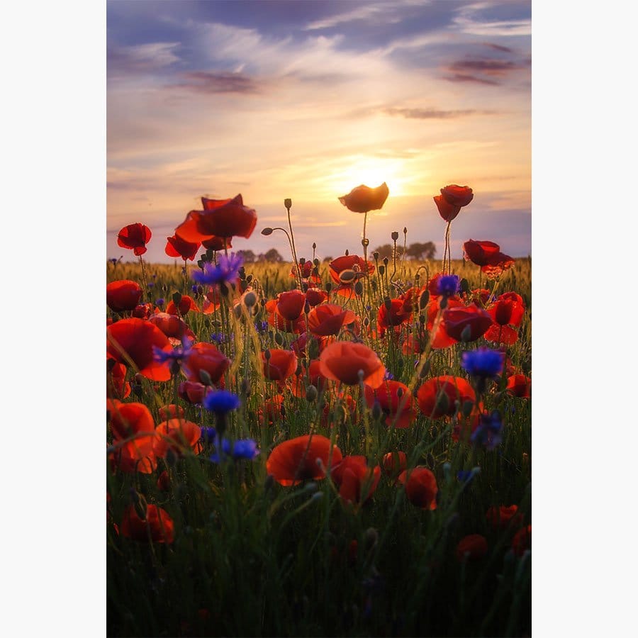 Poppies Sunrise - Afbeelding 8