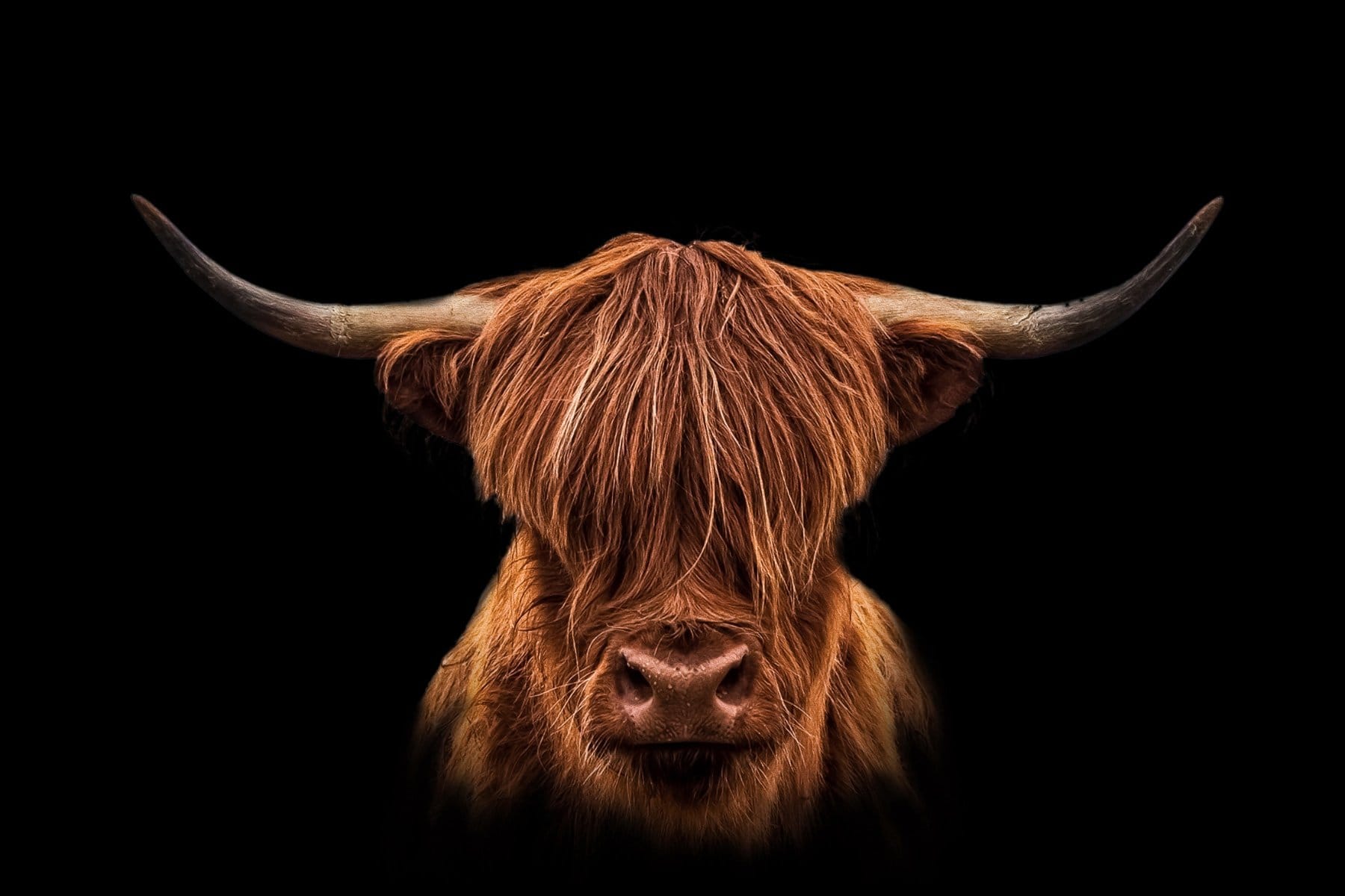 Scottish Highlander