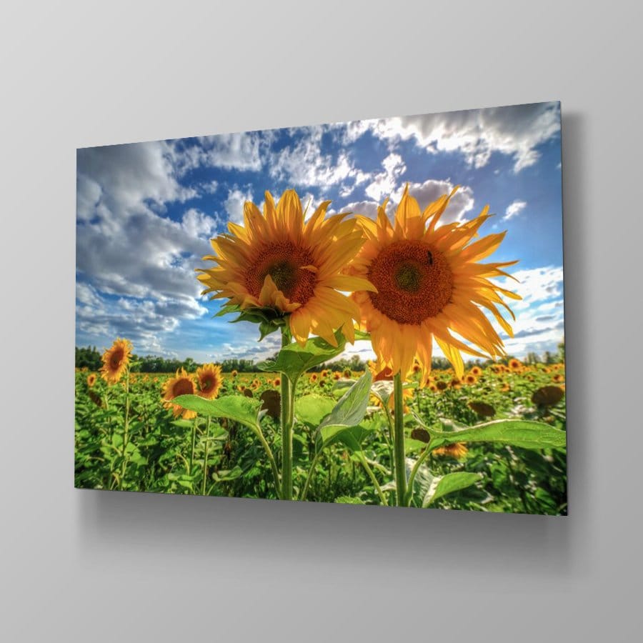 Sunflowers At Sunset - Afbeelding 4