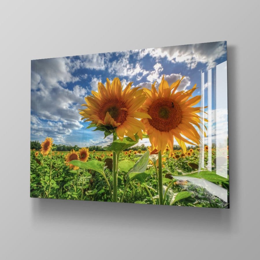 Sunflowers At Sunset - Afbeelding 11