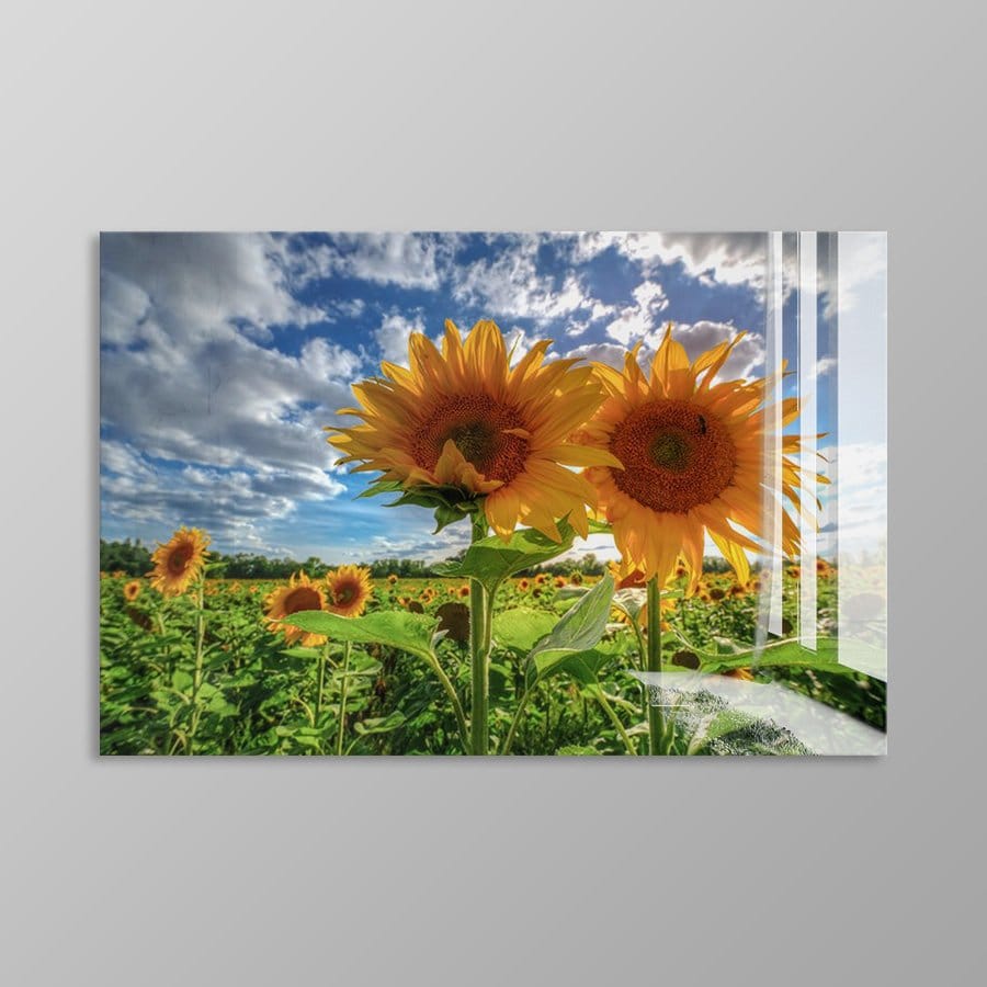 Sunflowers At Sunset - Afbeelding 2
