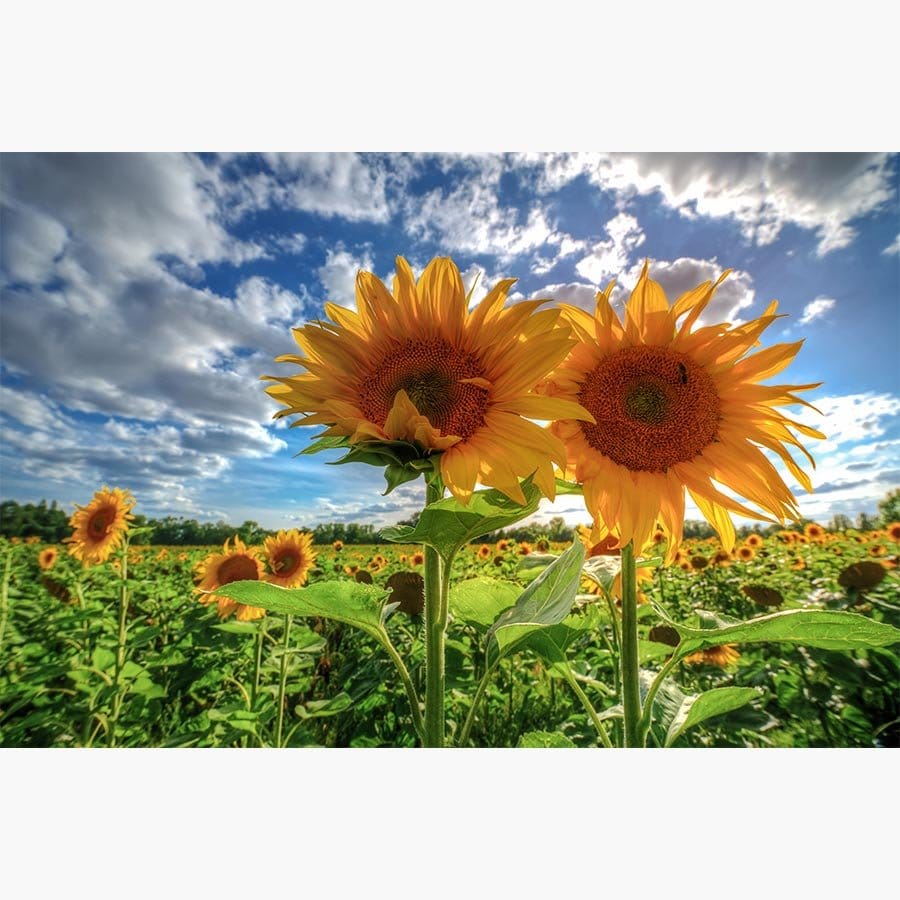 Sunflowers At Sunset