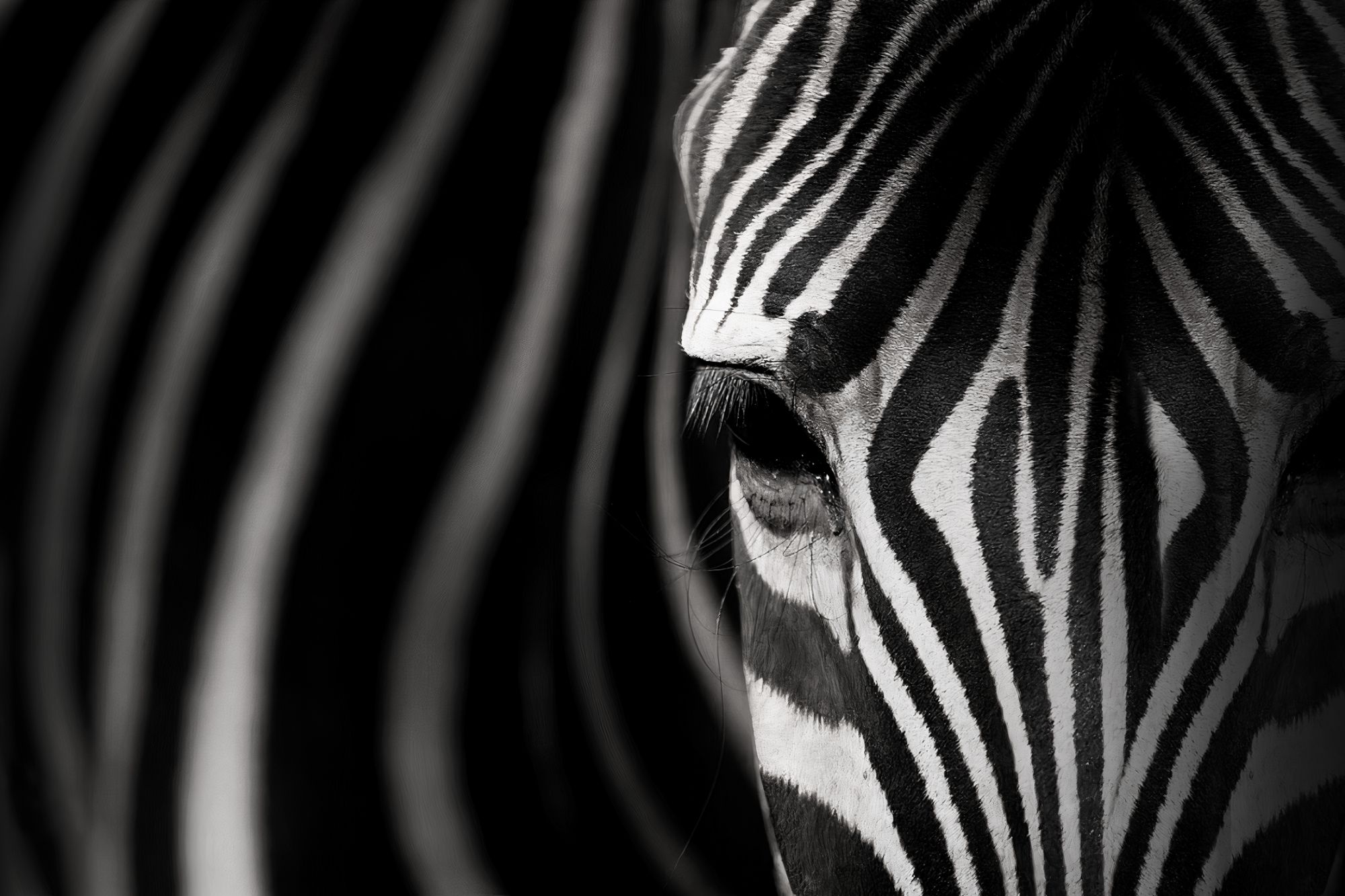 Zebra Focus