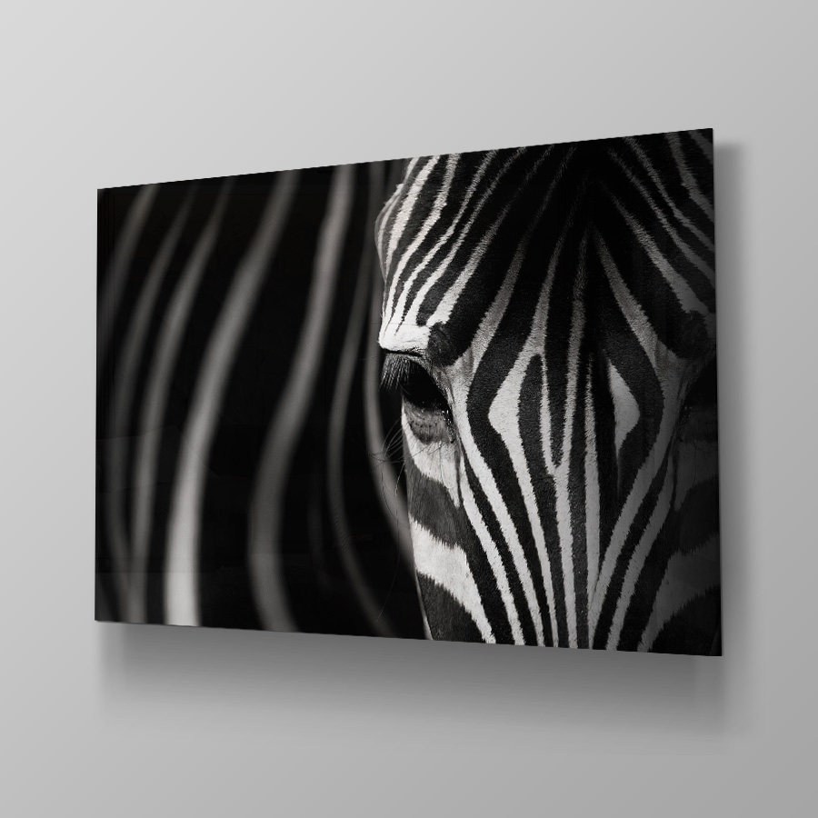 Zebra Focus - Afbeelding 4