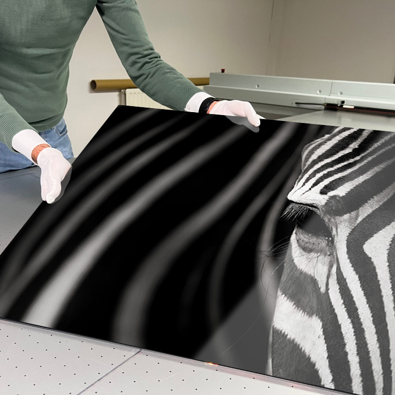 Zebra Focus - Afbeelding 3