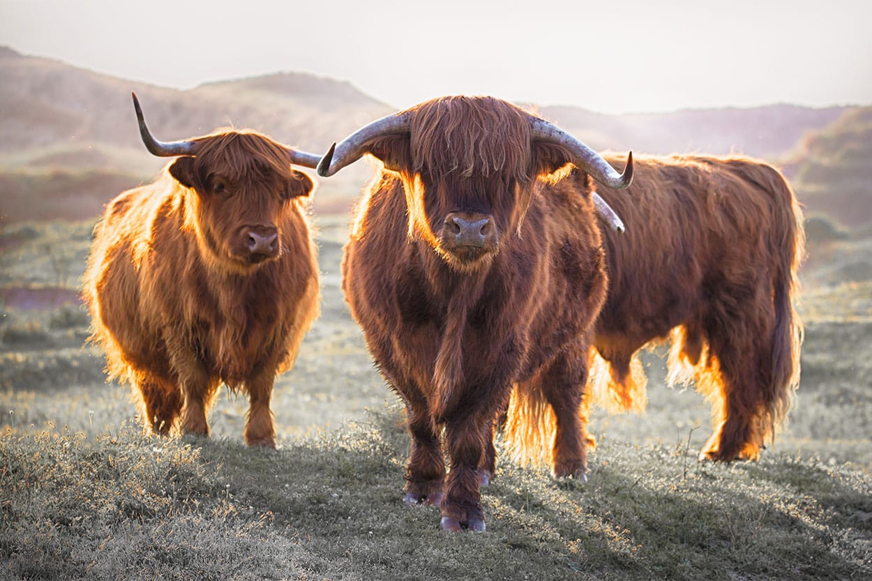 3 Schotse Hooglanders