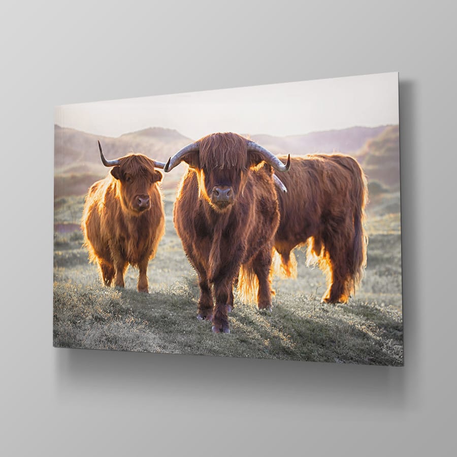 3 Schotse Hooglanders - Afbeelding 4