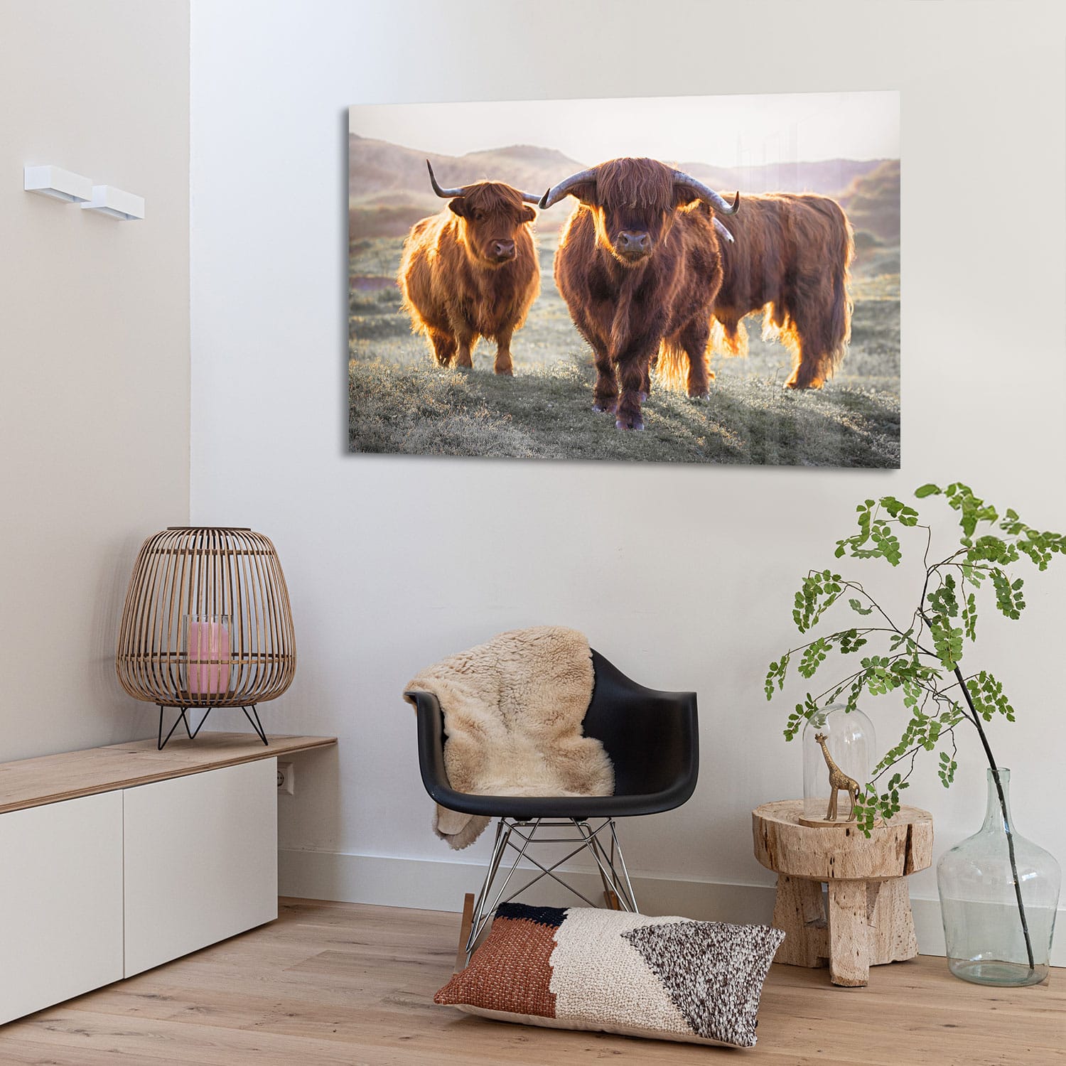 3 Schotse Hooglanders - Afbeelding 5