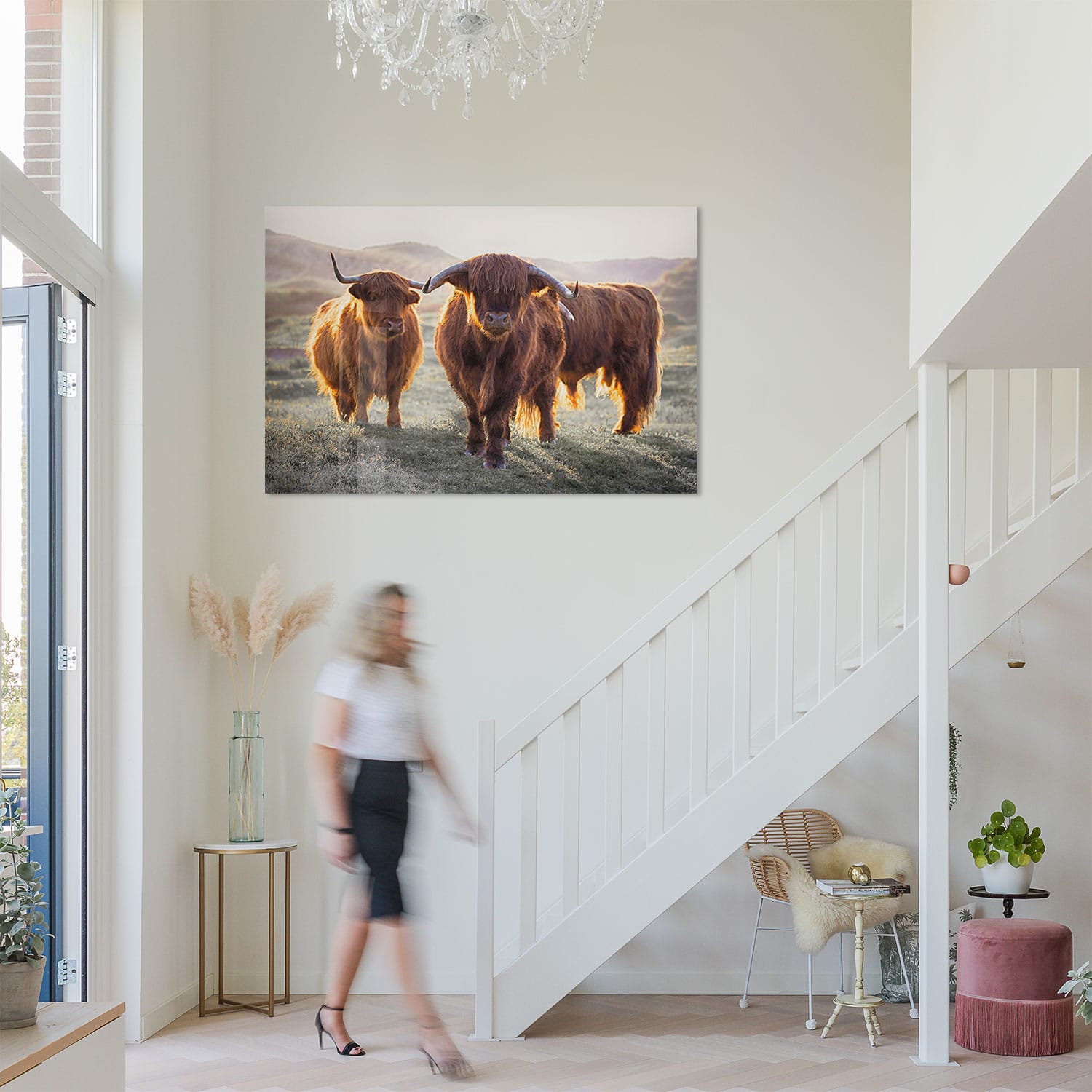 3 Schotse Hooglanders - Afbeelding 2