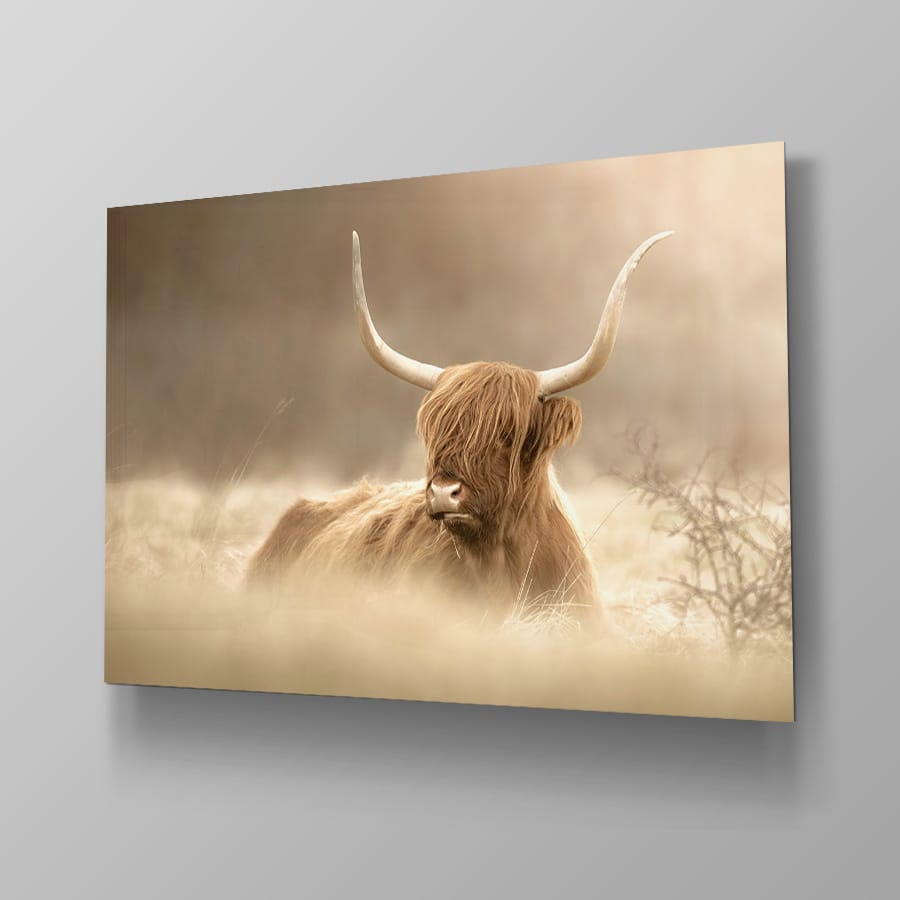 Schotse Hooglander Chilling - Afbeelding 4