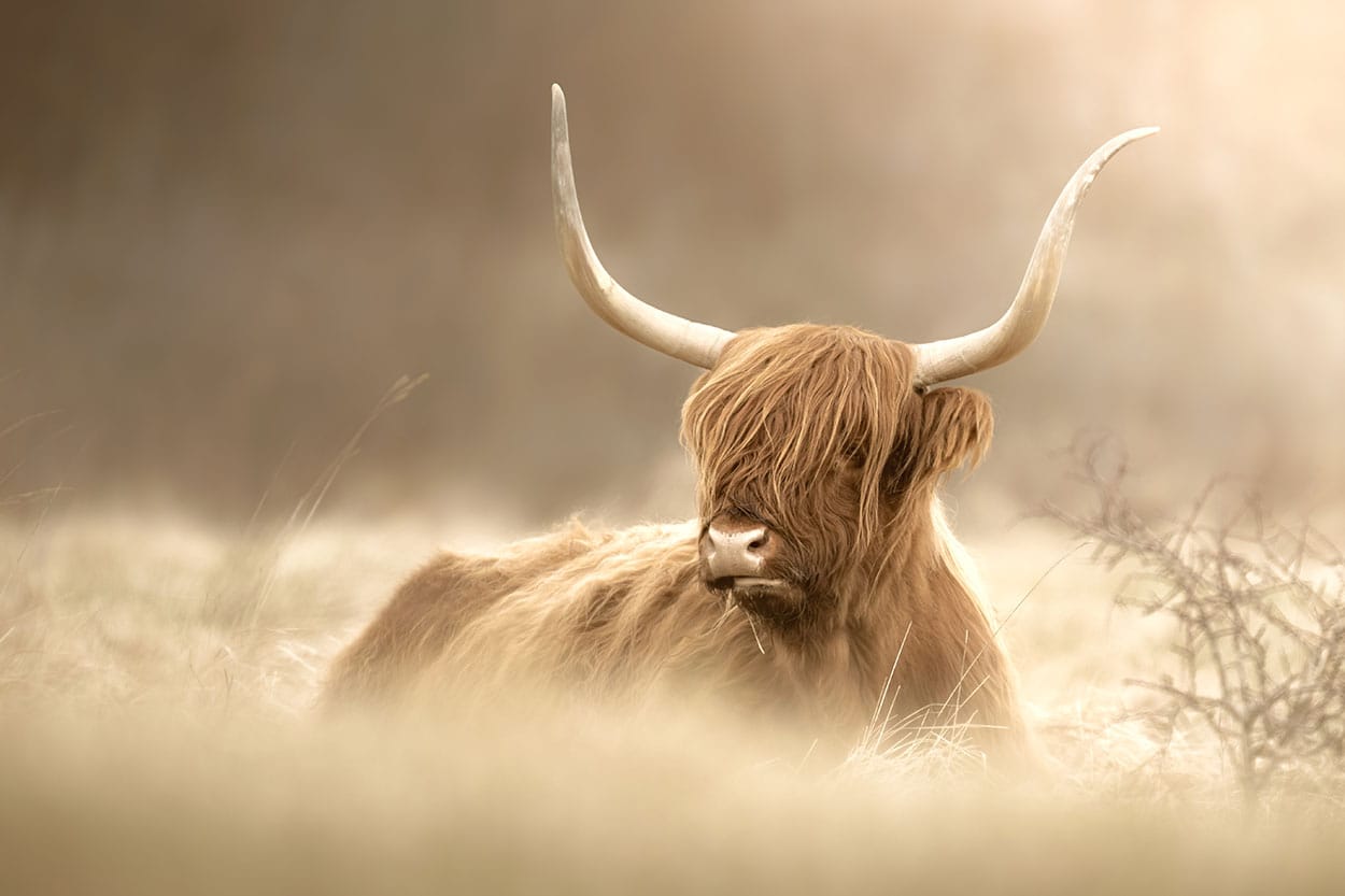 Schotse Hooglander Chilling