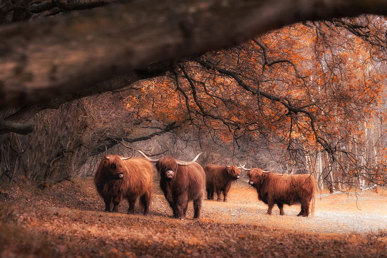 Schotse Hooglanders Family