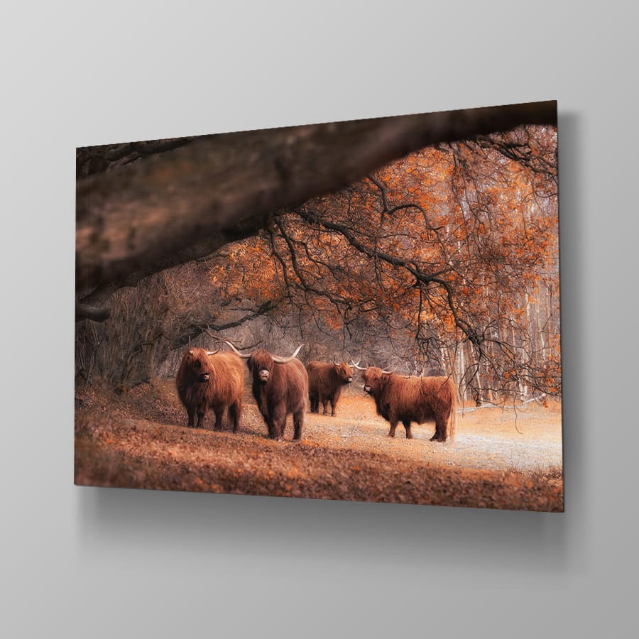 Schotse Hooglanders Family - Afbeelding 4